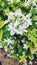 Close up ofÂ  White Purple Flowers of Carruthers falseface or Pseuderanthemum carruthersii FlowersÂ 